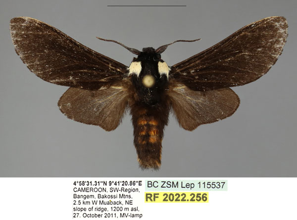 /filer/webapps/moths/media/images/N/nigerrima_Casphalia_AM_SMNS.jpg