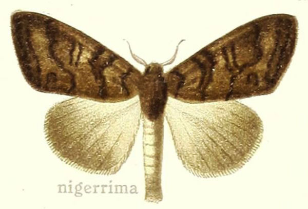 /filer/webapps/moths/media/images/N/nigerrima_Dasychira_HT_Hering_27e.jpg