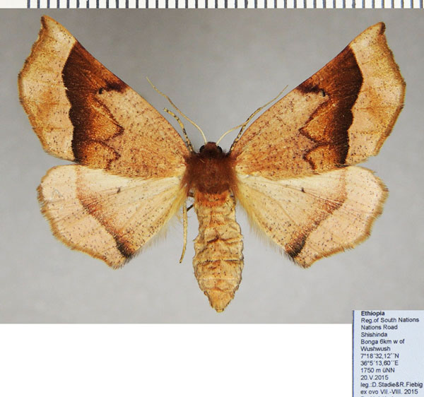 /filer/webapps/moths/media/images/N/nigerrima_Drepanogynis_AF_ZSM.jpg