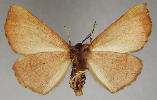 /filer/webapps/moths/media/images/N/nigerrima_Drepanogynis_AM_ZSMb.jpg