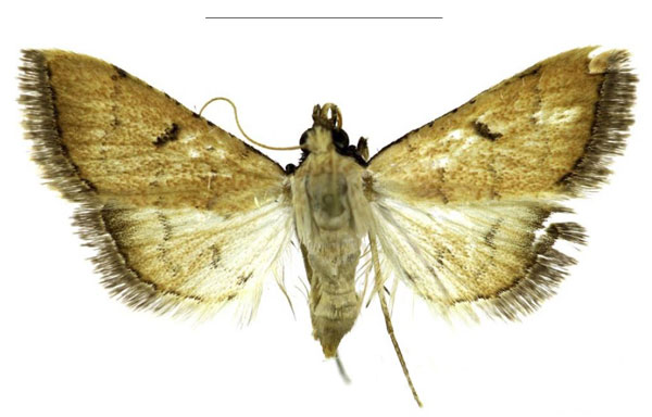 /filer/webapps/moths/media/images/N/nigerstigmalis_Parathrausta_PTF_ABSRC.jpg