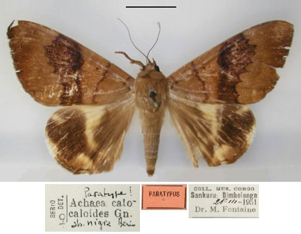 /filer/webapps/moths/media/images/N/nigra_Achaea_PT_RMCA_01.jpg