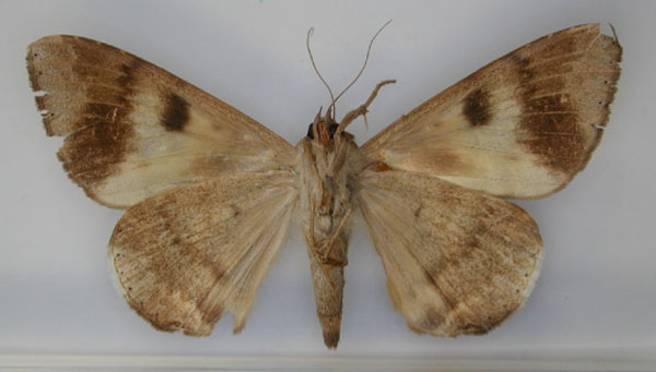 /filer/webapps/moths/media/images/N/nigra_Achaea_PT_RMCA_02.jpg