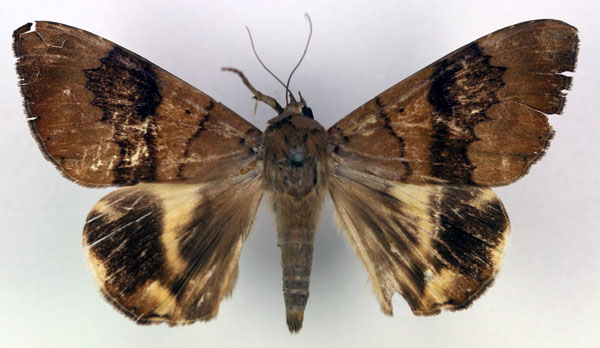 /filer/webapps/moths/media/images/N/nigra_Achaea_PT_RMCA_03.jpg