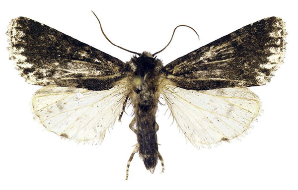 /filer/webapps/moths/media/images/N/nigra_Berionycta_HT_Behounek.jpg