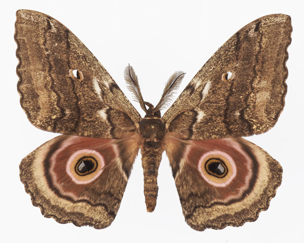 /filer/webapps/moths/media/images/N/nigra_Gynanisa_AM_Basquina.jpg