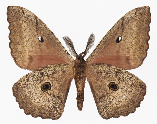 /filer/webapps/moths/media/images/N/nigra_Gynanisa_AM_Basquinb.jpg