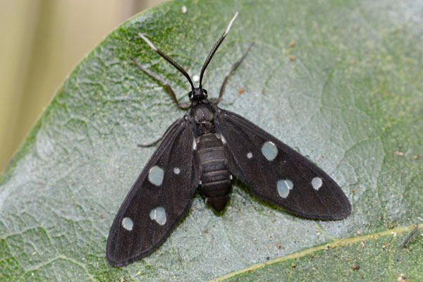 /filer/webapps/moths/media/images/N/nigra_Melanonaclia_AM_Woodham.jpg