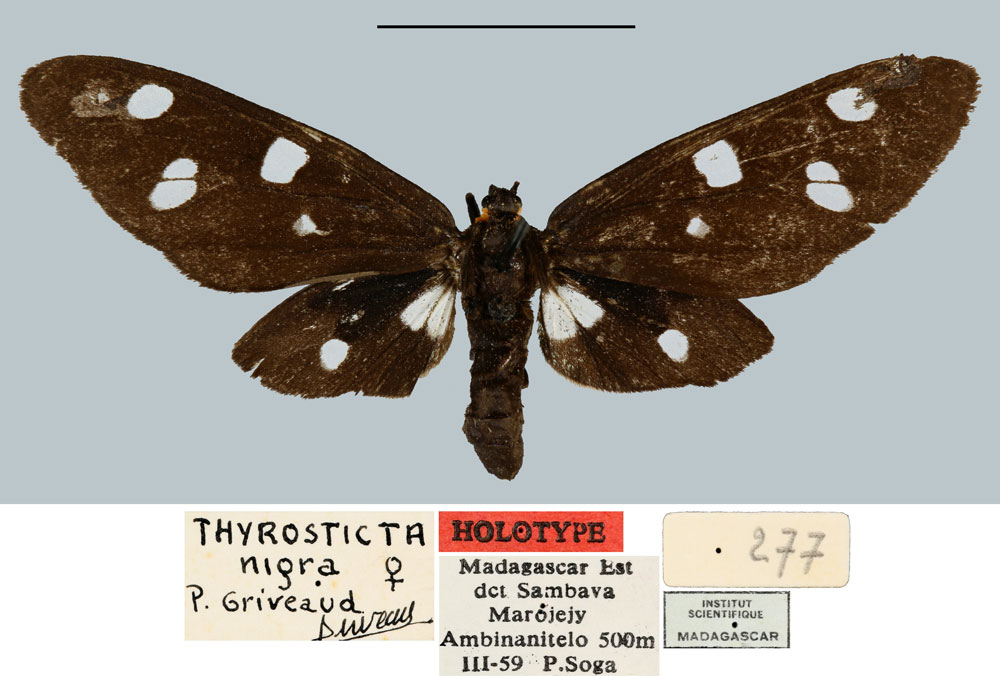 /filer/webapps/moths/media/images/N/nigra_Melanonaclia_HT_MNHN.jpg