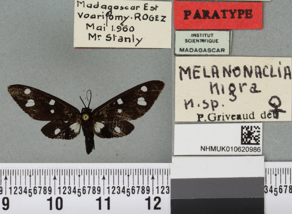 /filer/webapps/moths/media/images/N/nigra_Melanonaclia_PTF_BMNHa.jpg