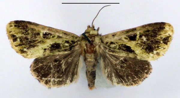 /filer/webapps/moths/media/images/N/nigra_Nyodes_AM_BMNH.jpg