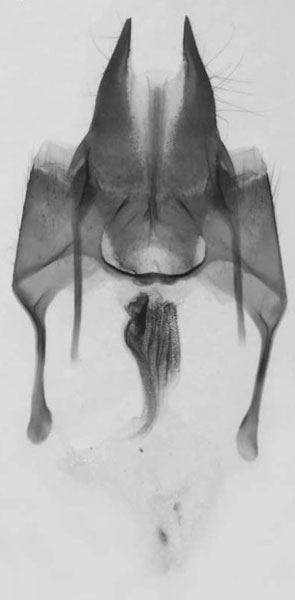 /filer/webapps/moths/media/images/N/nigra_Sciomesa_GFPT_MNHN_35.jpg