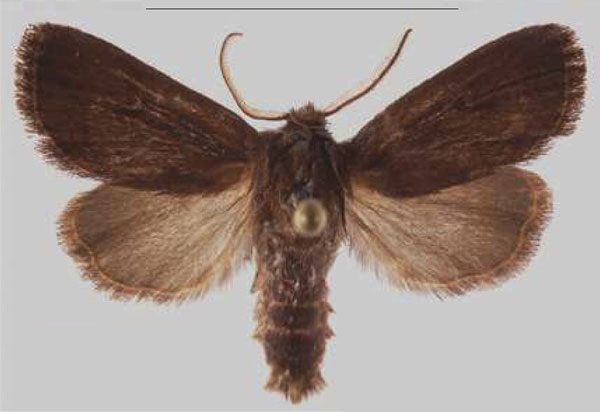 /filer/webapps/moths/media/images/N/nigra_Sciomesa_HT_MNHNa.jpg