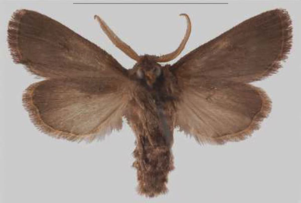 /filer/webapps/moths/media/images/N/nigra_Sciomesa_HT_MNHNb.jpg