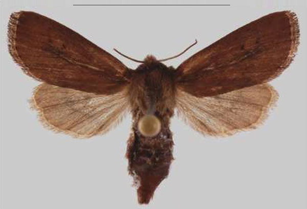 /filer/webapps/moths/media/images/N/nigra_Sciomesa_PTF_MNHNa.jpg