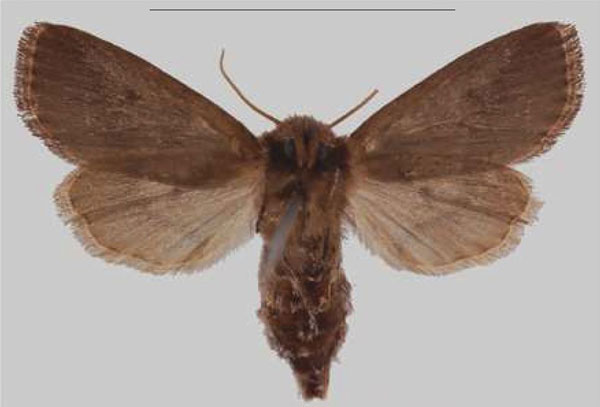 /filer/webapps/moths/media/images/N/nigra_Sciomesa_PTF_MNHNb.jpg