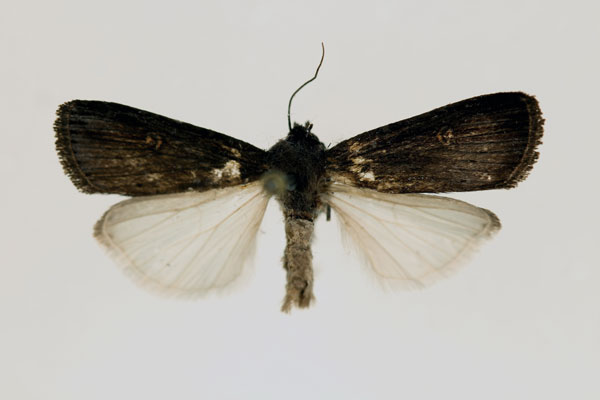 /filer/webapps/moths/media/images/N/nigra_Stilbotis_AM_RMCA.jpg