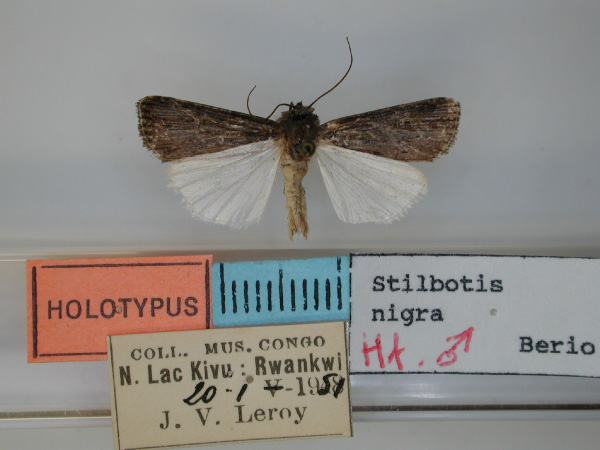 /filer/webapps/moths/media/images/N/nigra_Stilbotis_HT_RMCA.jpg