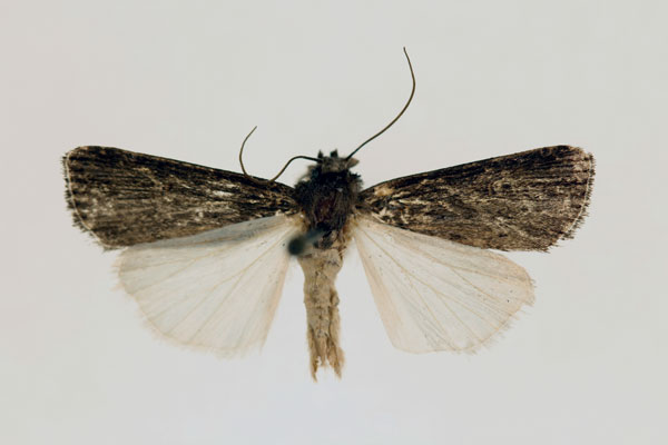 /filer/webapps/moths/media/images/N/nigra_Stilbotis_HT_RMCA_02.jpg
