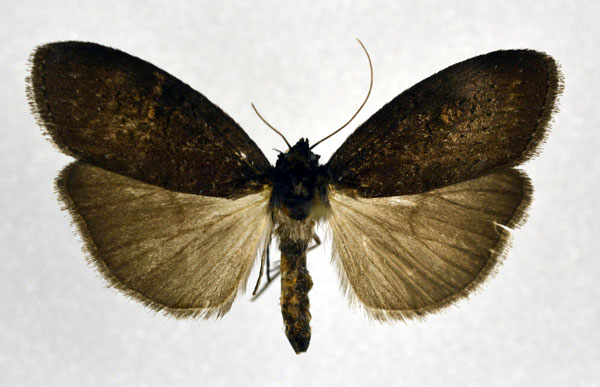 /filer/webapps/moths/media/images/N/nigra_Subscrancia_AF_NHMO.jpg