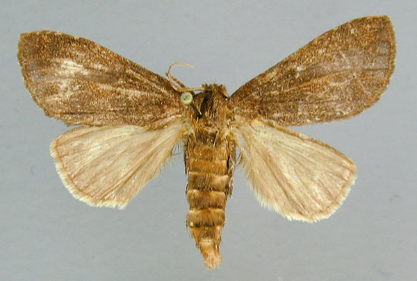 /filer/webapps/moths/media/images/N/nigra_Subscrancia_AF_RMCA.jpg
