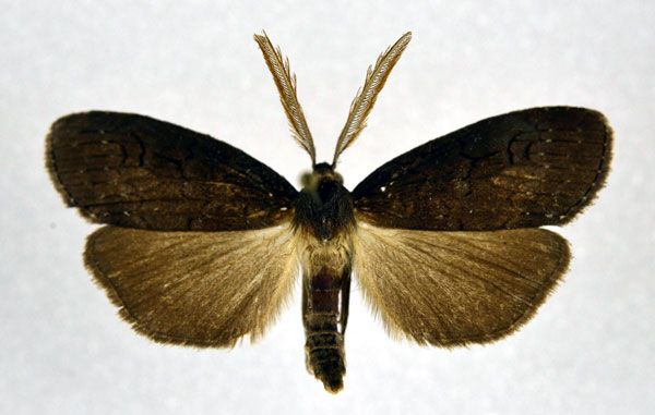 /filer/webapps/moths/media/images/N/nigra_Subscrancia_AM_NHMO.jpg
