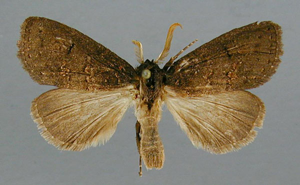 /filer/webapps/moths/media/images/N/nigra_Subscrancia_AM_RMCA.jpg
