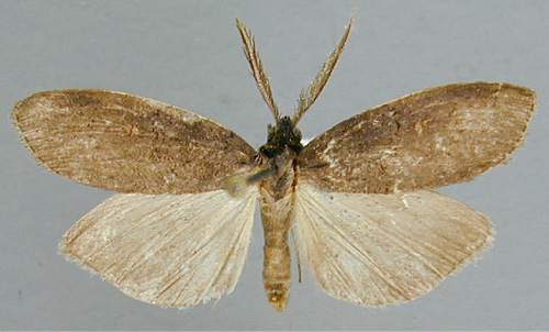 /filer/webapps/moths/media/images/N/nigra_Subscrancia_A_RMCA_02.jpg