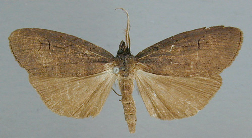 /filer/webapps/moths/media/images/N/nigra_Subscrancia_A_RMCA_03.jpg