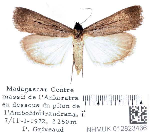 /filer/webapps/moths/media/images/N/nigra_Tathorhynchus_AF_BMNH_01.jpg