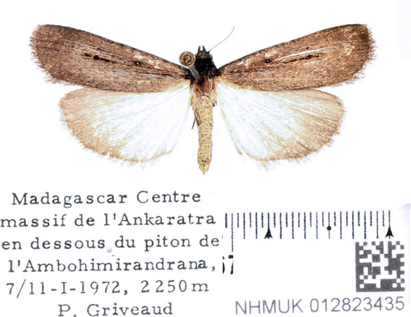 /filer/webapps/moths/media/images/N/nigra_Tathorhynchus_AF_BMNH_02.jpg