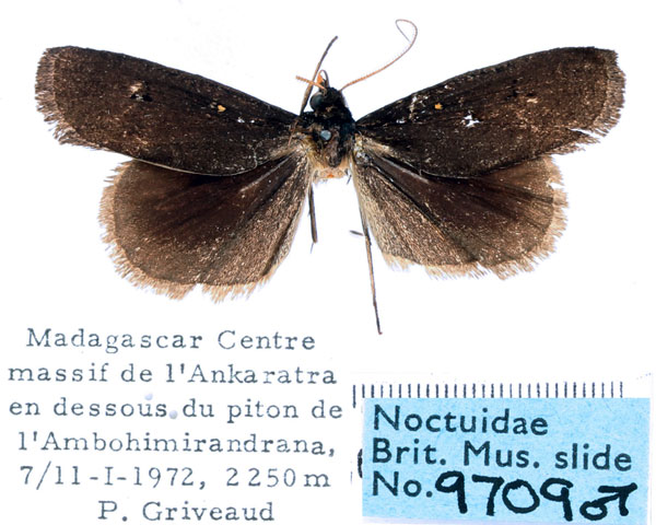 /filer/webapps/moths/media/images/N/nigra_Tathorhynchus_AM_BMNH_01.jpg