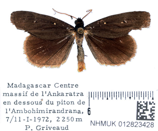 /filer/webapps/moths/media/images/N/nigra_Tathorhynchus_AM_BMNH_02.jpg