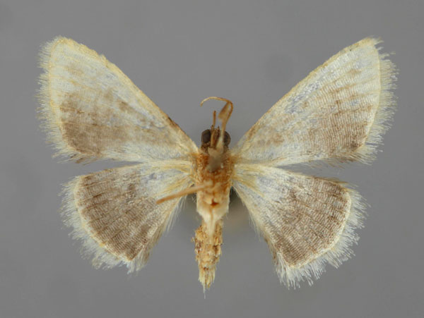/filer/webapps/moths/media/images/N/nigralba_Scopula_HT_ZSM_02.jpg