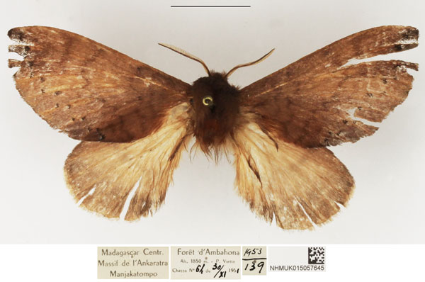 /filer/webapps/moths/media/images/N/nigraluna_Europtera_AF_NHMUK.jpg