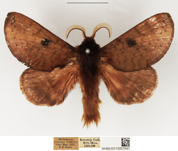 /filer/webapps/moths/media/images/N/nigraluna_Europtera_AM_NHMUK.jpg