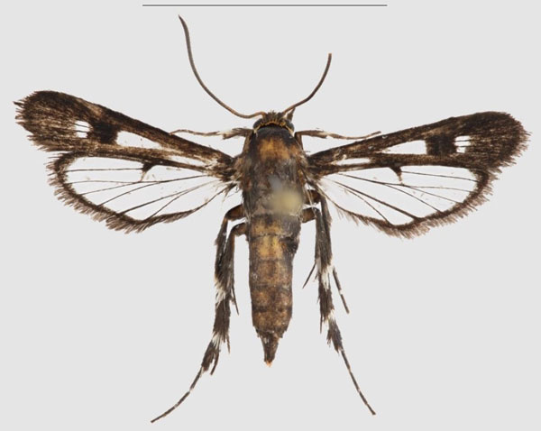 /filer/webapps/moths/media/images/N/nigrans_Crinipus_HT_SMNSa.jpg