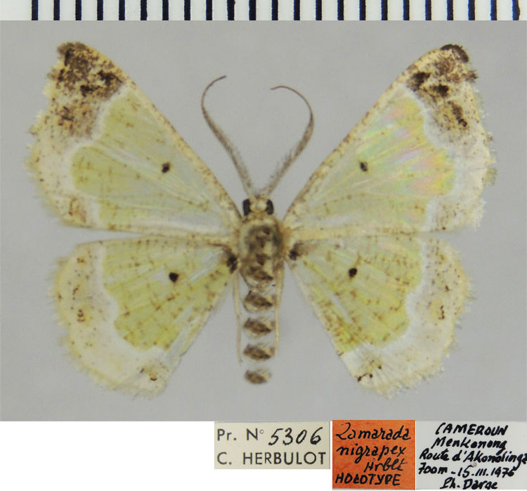 /filer/webapps/moths/media/images/N/nigrapex_Zamarada_HT_ZSMa.jpg