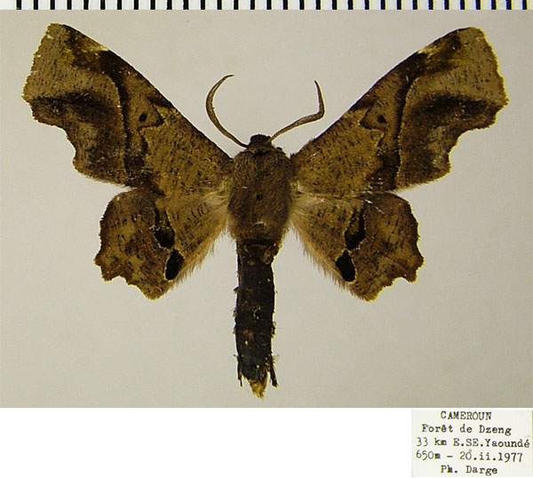 /filer/webapps/moths/media/images/N/nigraria_Thenopa_AM_ZSM.jpg