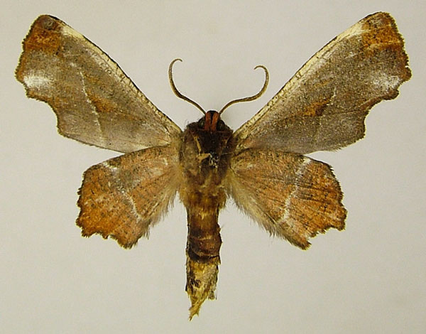 /filer/webapps/moths/media/images/N/nigraria_Thenopa_AM_ZSMb.jpg
