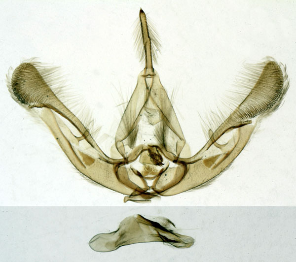 /filer/webapps/moths/media/images/N/nigrata_Eulocastra_GMHT_MNHN_2027.jpg