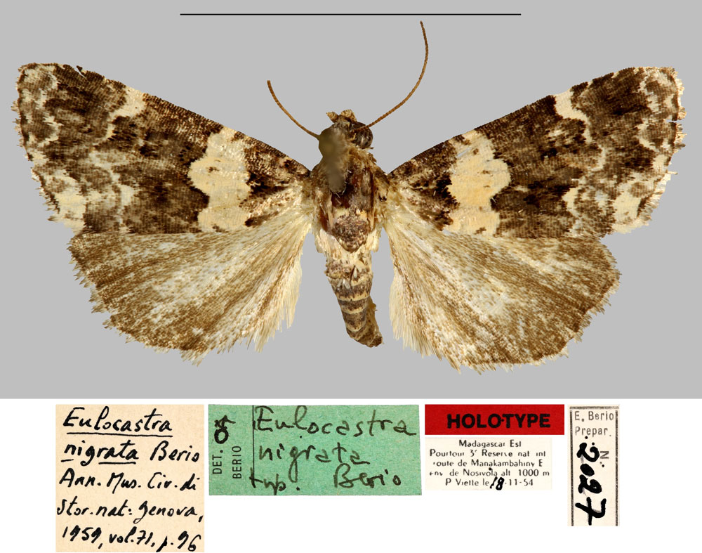 /filer/webapps/moths/media/images/N/nigrata_Eulocastra_HT_MNHN.jpg