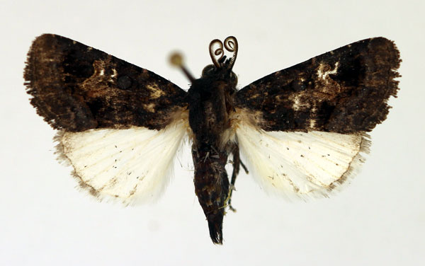 /filer/webapps/moths/media/images/N/nigrescens_Aedia_AM_Aulombard_01.jpg