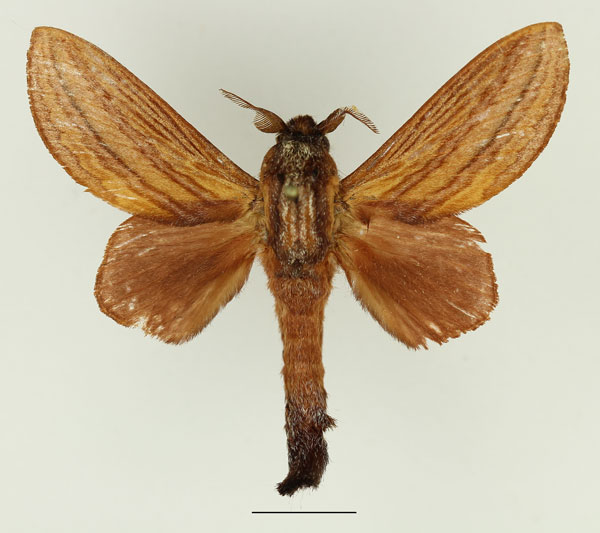 /filer/webapps/moths/media/images/N/nigrescens_Cheligium_AM_Basquin_02.jpg
