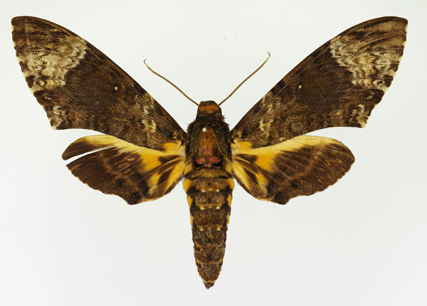 /filer/webapps/moths/media/images/N/nigrescens_Coelonia_AT_Basquin.jpg