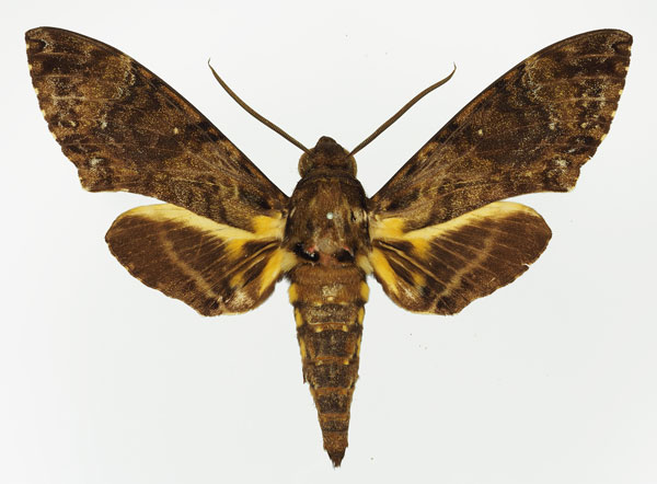 /filer/webapps/moths/media/images/N/nigrescens_Coelonia_HT_Basquin.jpg