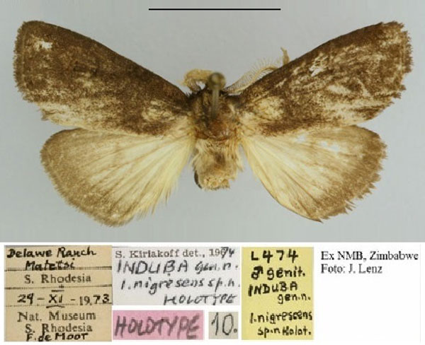 /filer/webapps/moths/media/images/N/nigrescens_Induba_HT_NMB.jpg