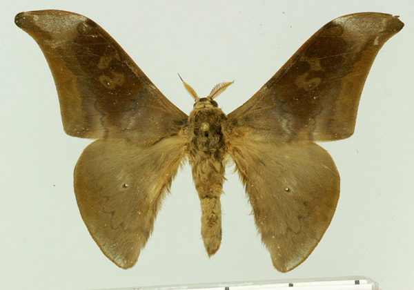 /filer/webapps/moths/media/images/N/nigrescens_Orthogonioptilum_AM_Basquin.jpg