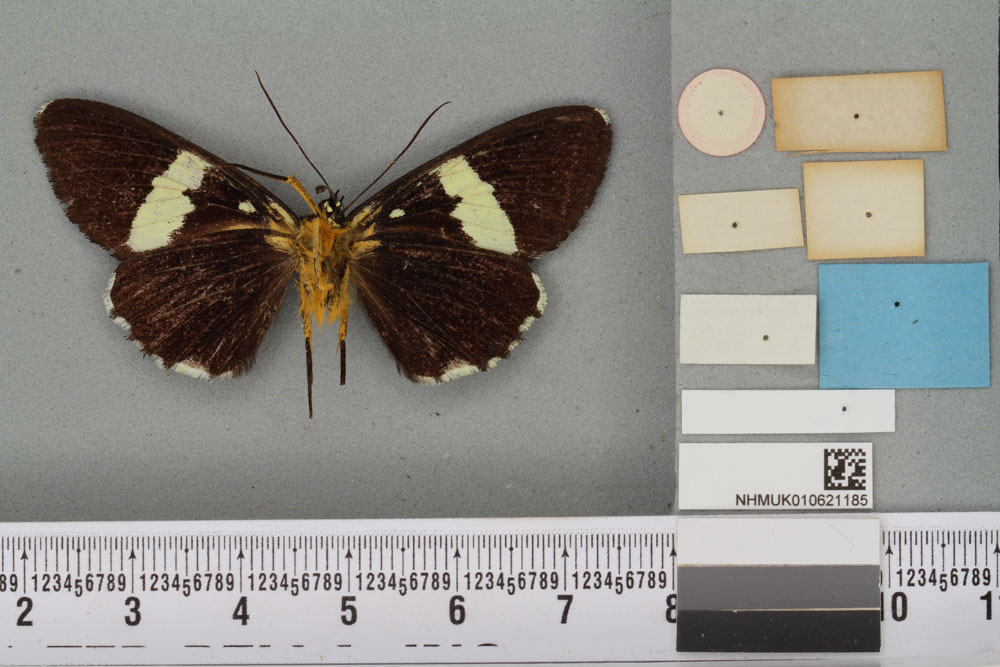 /filer/webapps/moths/media/images/N/nigrescens_Rothia_ST_BMNHb.jpg