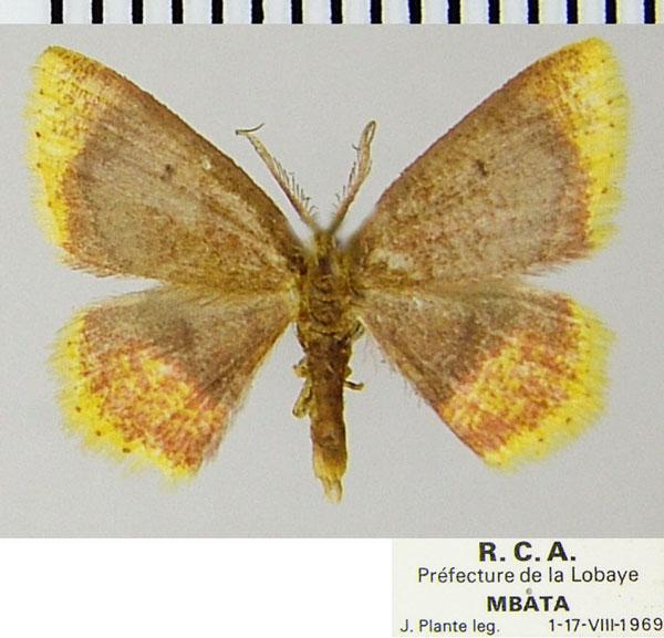 /filer/webapps/moths/media/images/N/nigribasalis_Chrysocraspeda_AM_ZSM.jpg